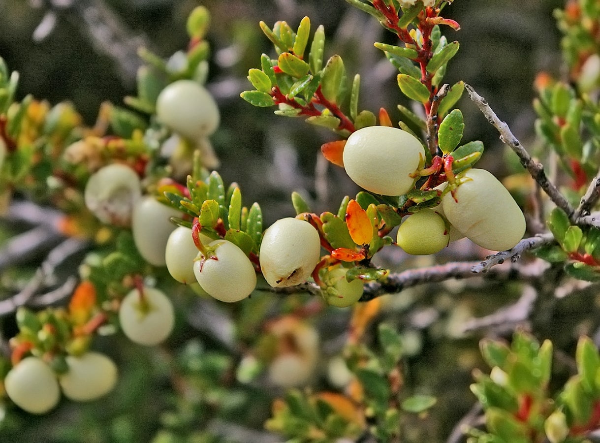 Image of Gaultheria pumila specimen.