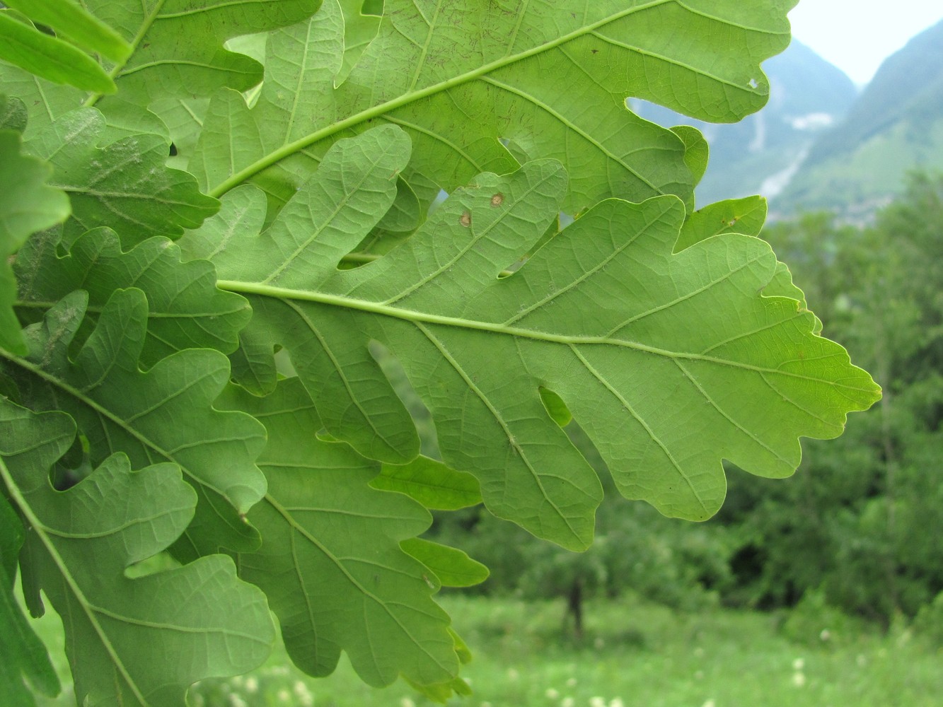 Изображение особи Quercus petraea.