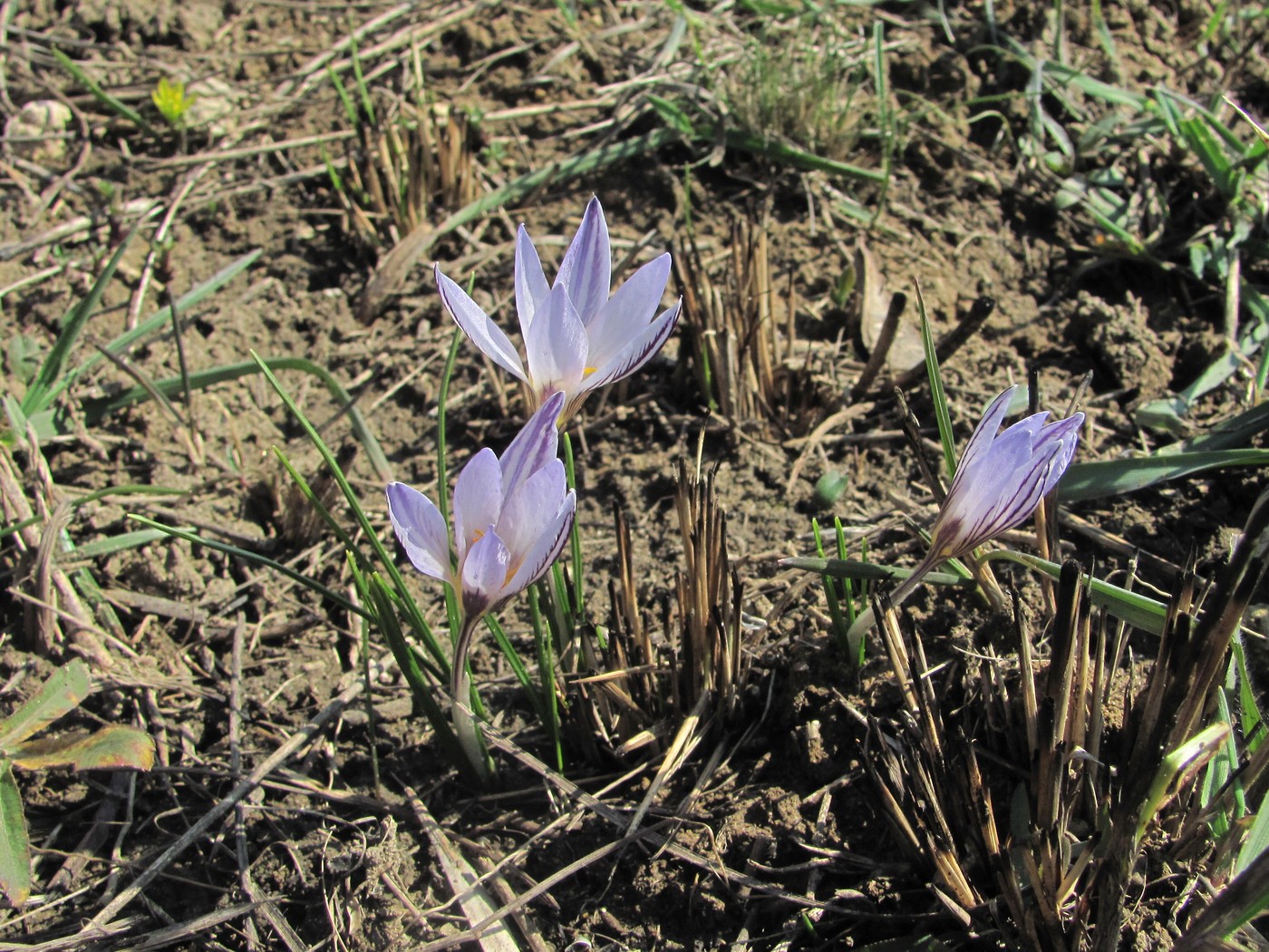 Image of Crocus reticulatus specimen.