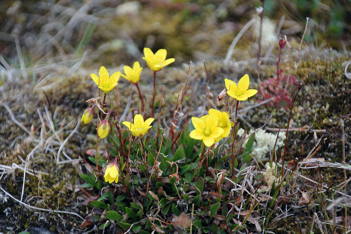 Image of Saxifraga hirculus specimen.