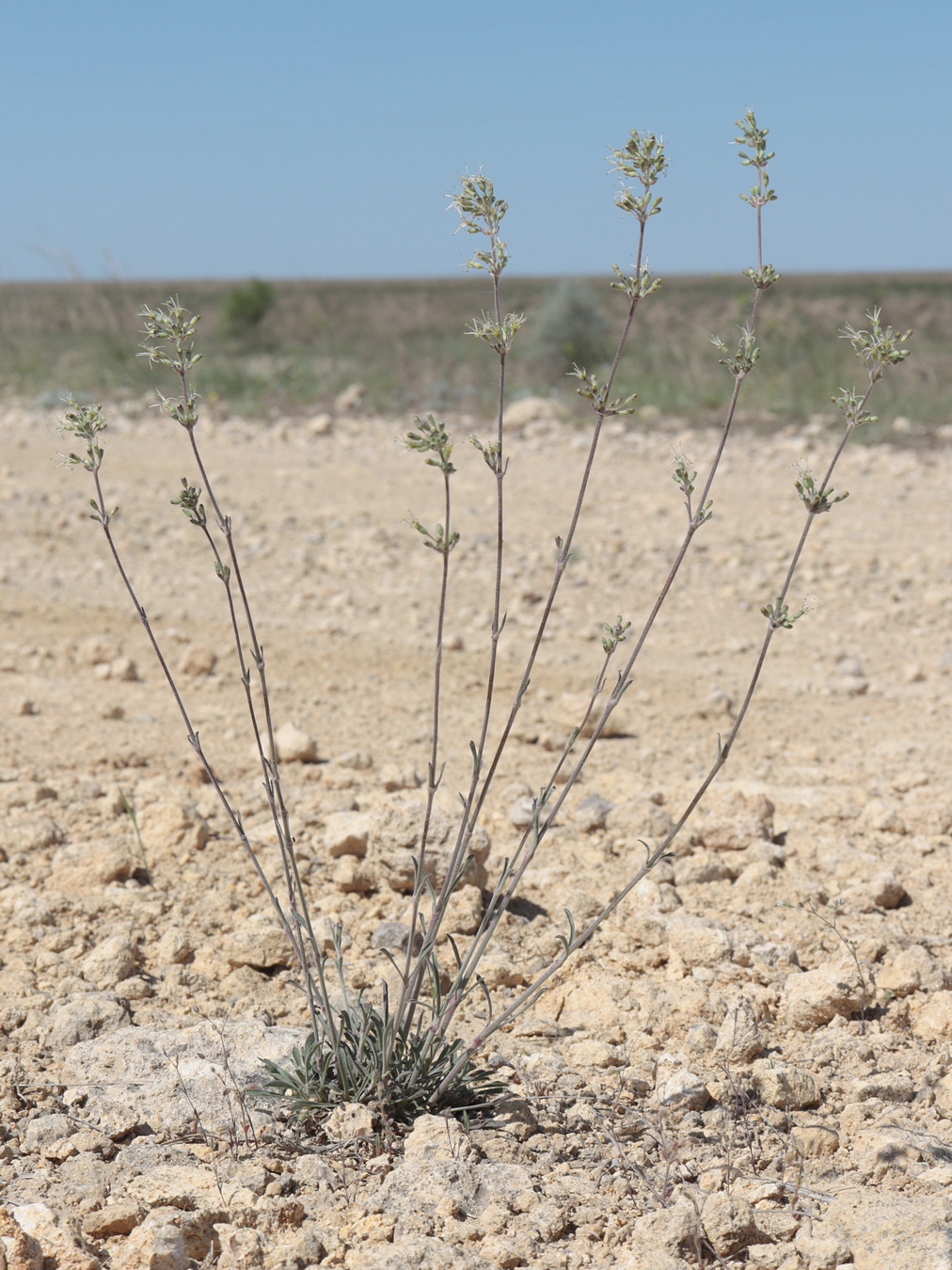 Image of Silene hellmannii specimen.