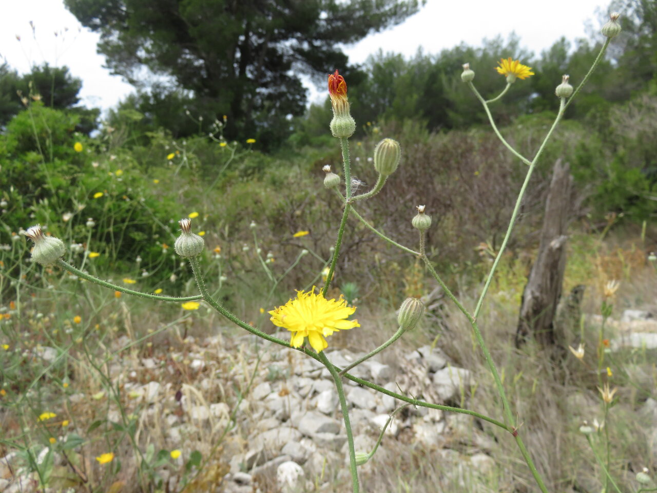 Изображение особи Crepis dioscoridis.