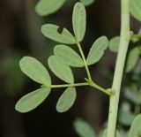 Parkinsonia florida