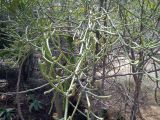 род Euphorbia. Ветви с плодами. Мадагаскар, провинция Тулеария, регион Ациму-Андрефана, колючий лес Ифати. 02.12.2019.