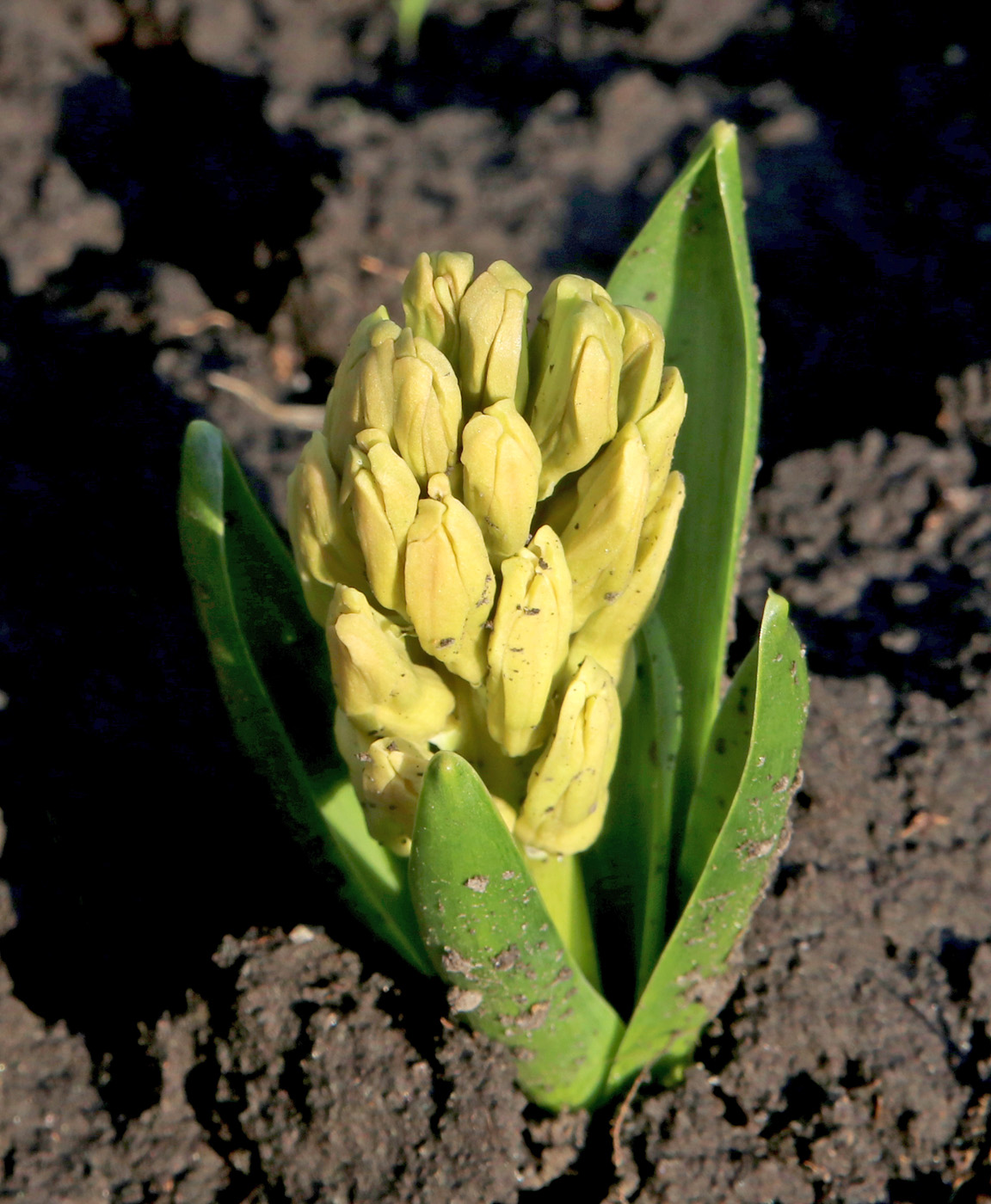 Image of Hyacinthus orientalis specimen.