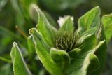 Inula orientalis