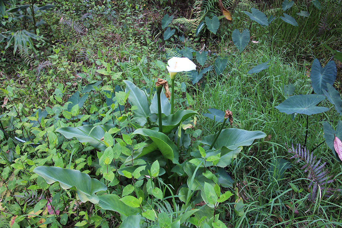 Изображение особи род Zantedeschia.