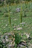 Eremurus fuscus