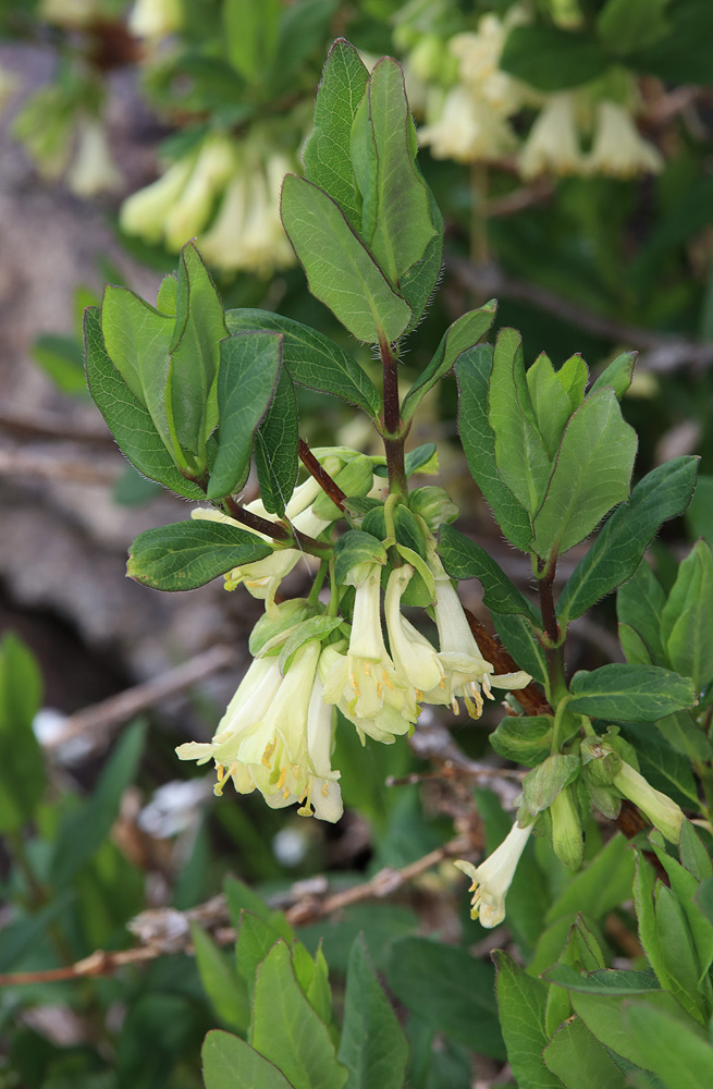 Image of Lonicera hispida specimen.