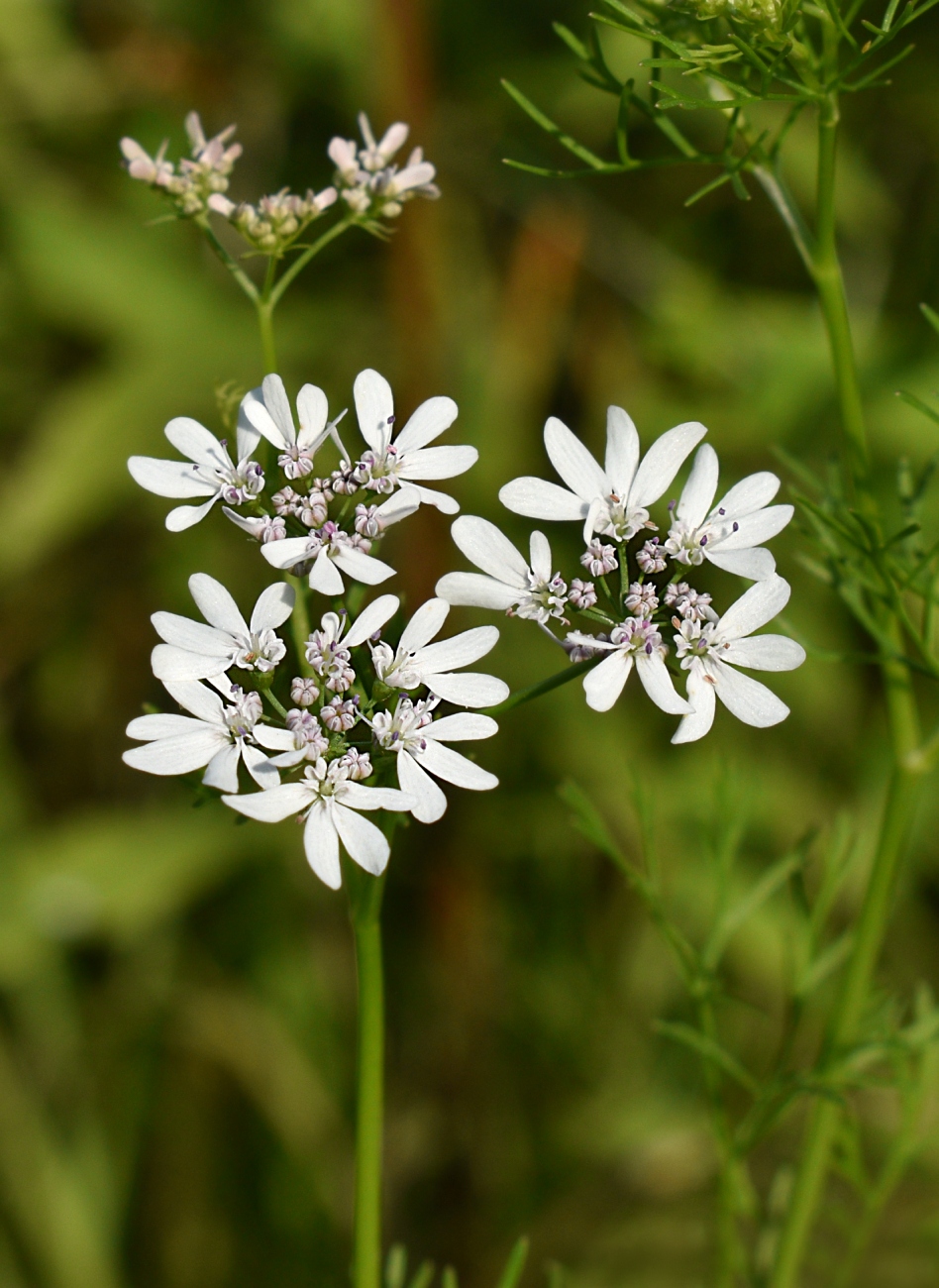 Изображение особи Coriandrum sativum.