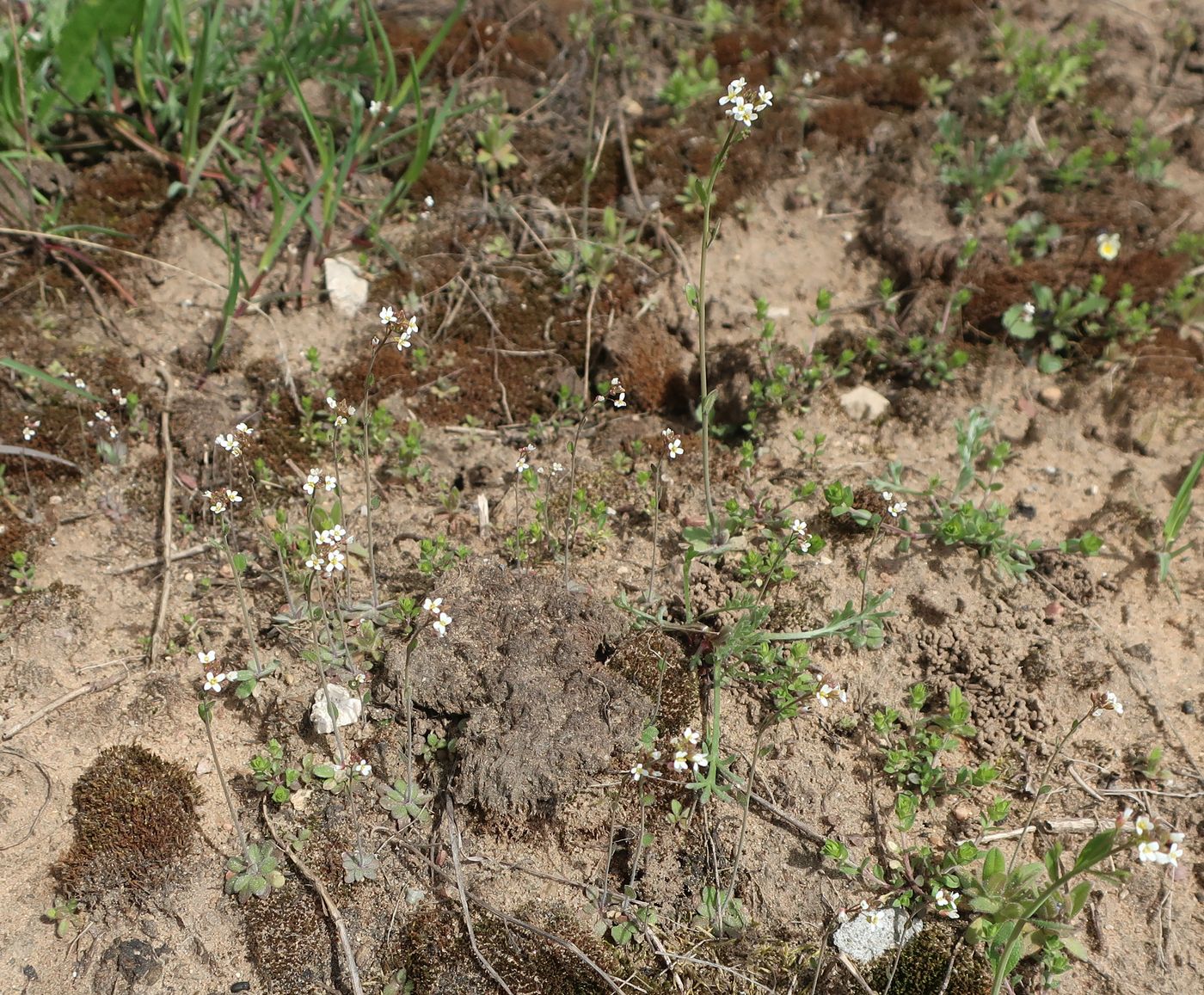 Изображение особи Arabidopsis thaliana.