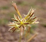 Ungernia victoris