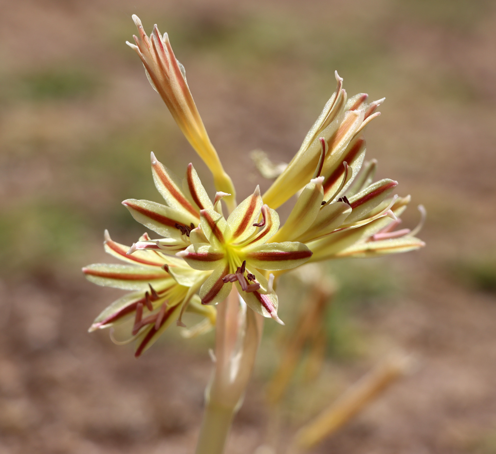 Image of Ungernia victoris specimen.