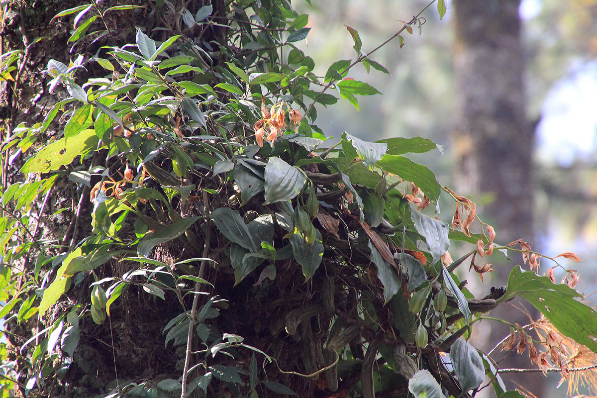 Image of familia Orchidaceae specimen.