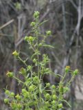 Dittrichia graveolens. Верхушка расцветающего растения. Испания, автономное сообщество Каталония, провинция Жирона, комарка Баш Эмпорда, муниципалитет Калонже, берег малой реки, в трещине валуна. 11.10.2022.