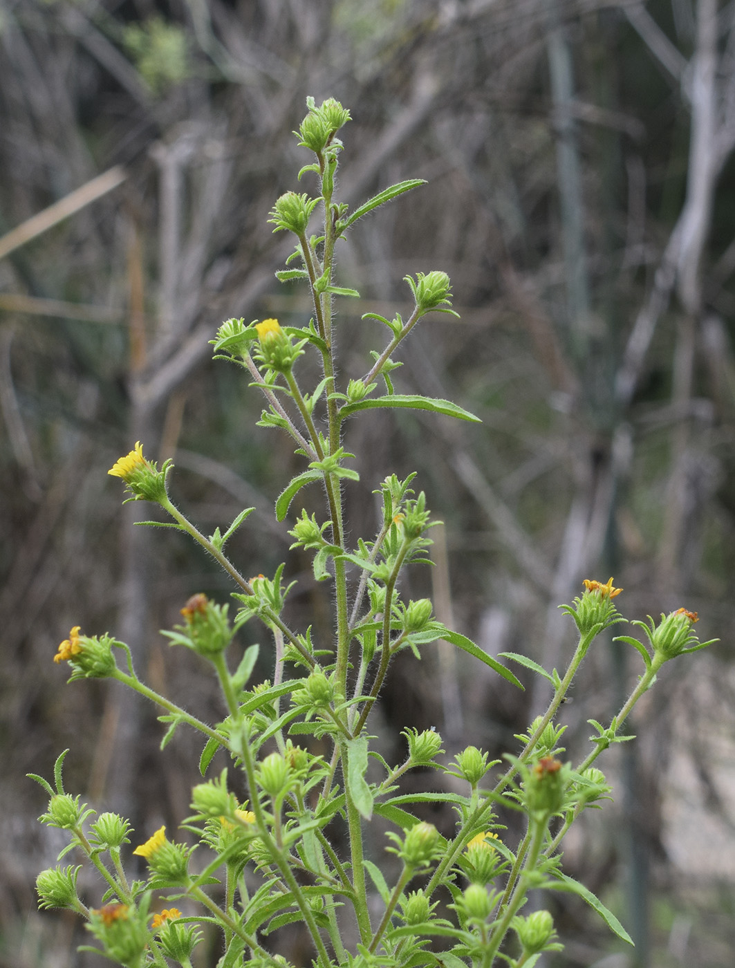 Image of Dittrichia graveolens specimen.