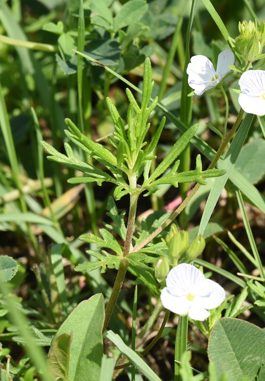 Image of genus Veronica specimen.