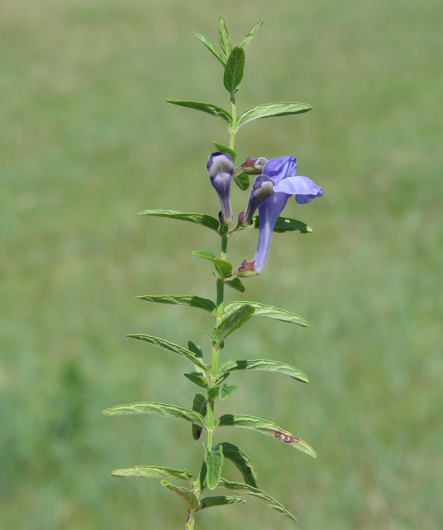 Изображение особи Scutellaria ikonnikovii.