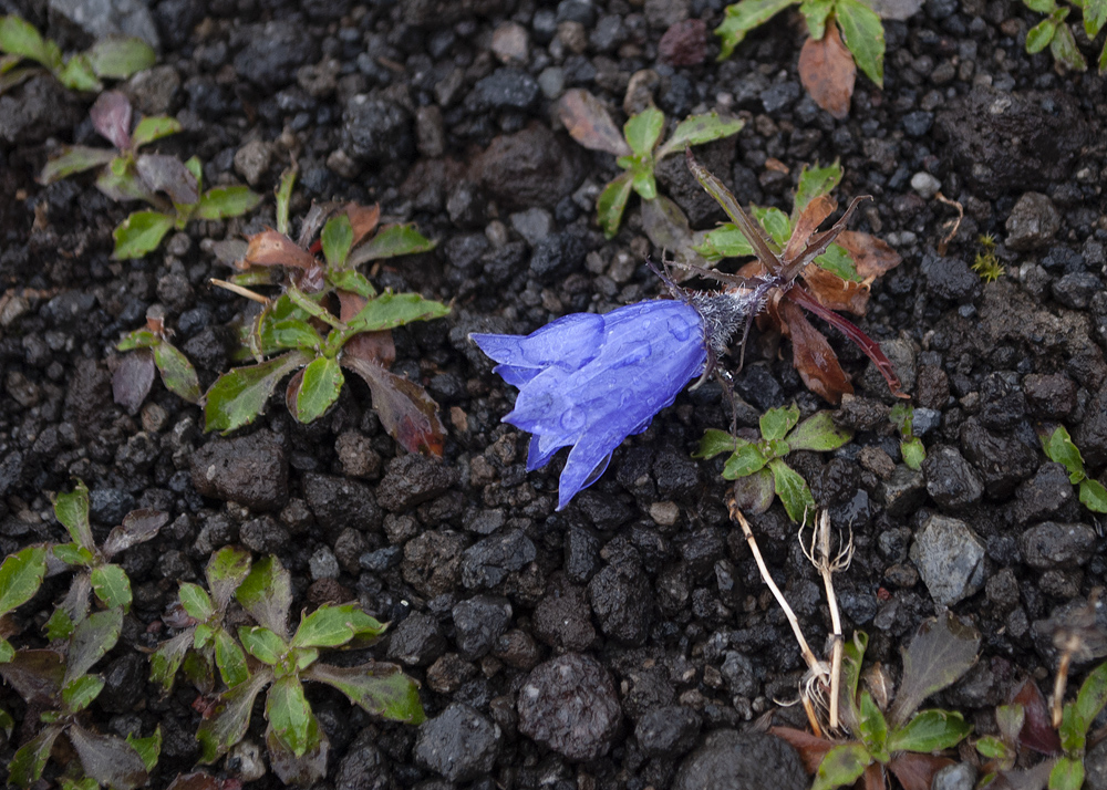 Image of Campanula lasiocarpa specimen.