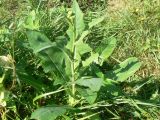genus Sonchus