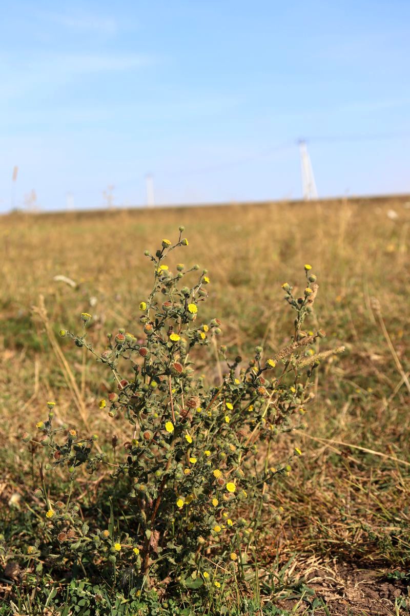 Изображение особи Pulicaria vulgaris.