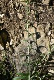 Carlina vulgaris