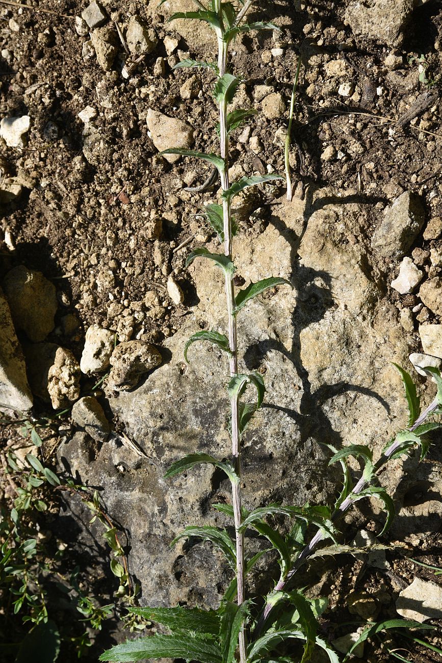 Изображение особи Carlina vulgaris.