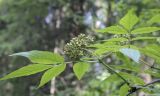 Sambucus racemosa. Побег с незрелым соплодием. Владимирская обл., окр. г. Александров, хвойный лес. 10.06.2022.