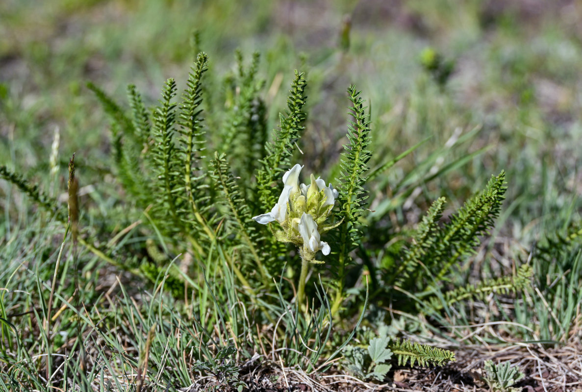 Изображение особи Oxytropis muricata.