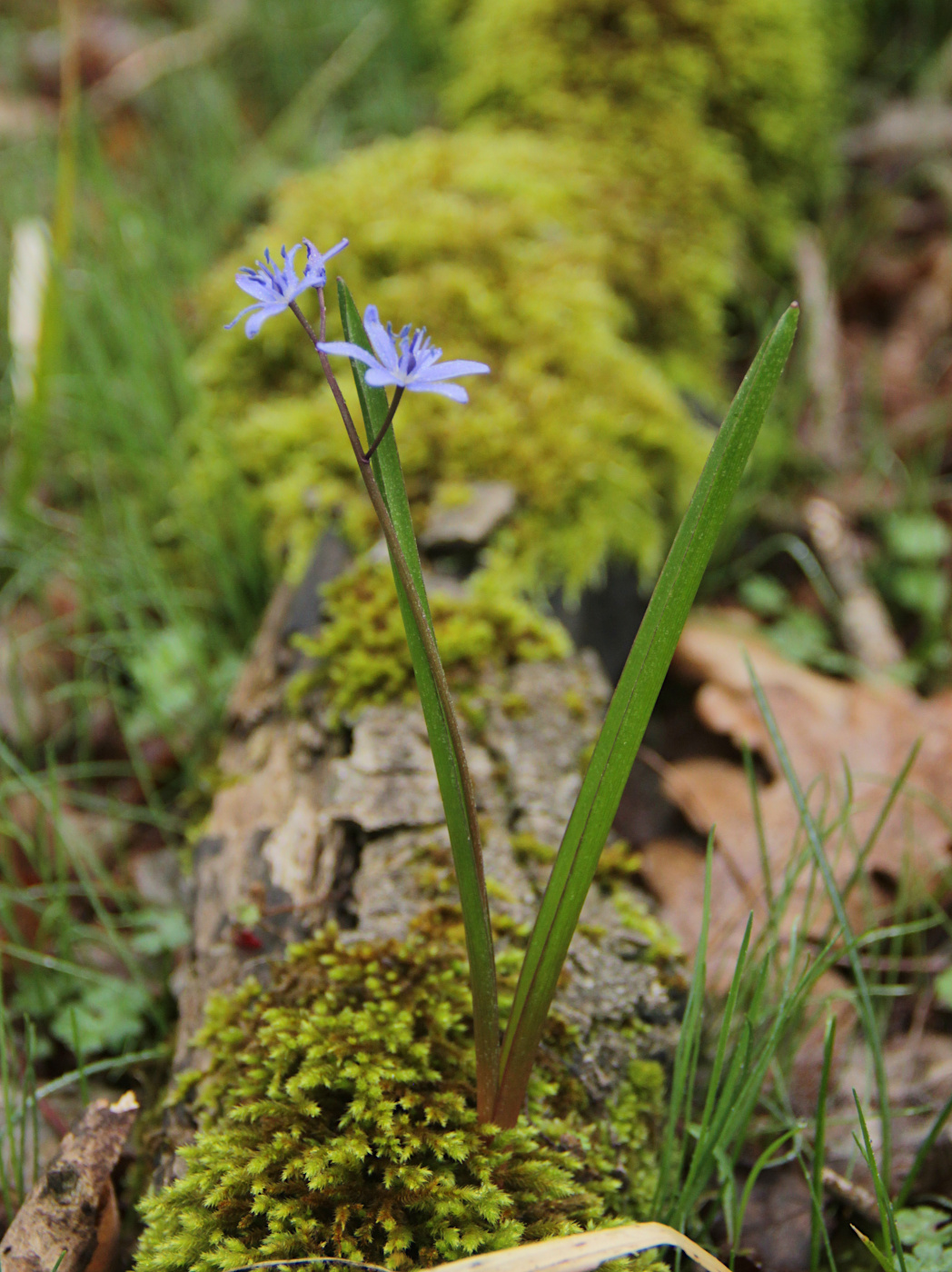 Image of Scilla bifolia specimen.