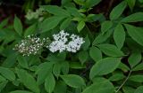 Sambucus nigra