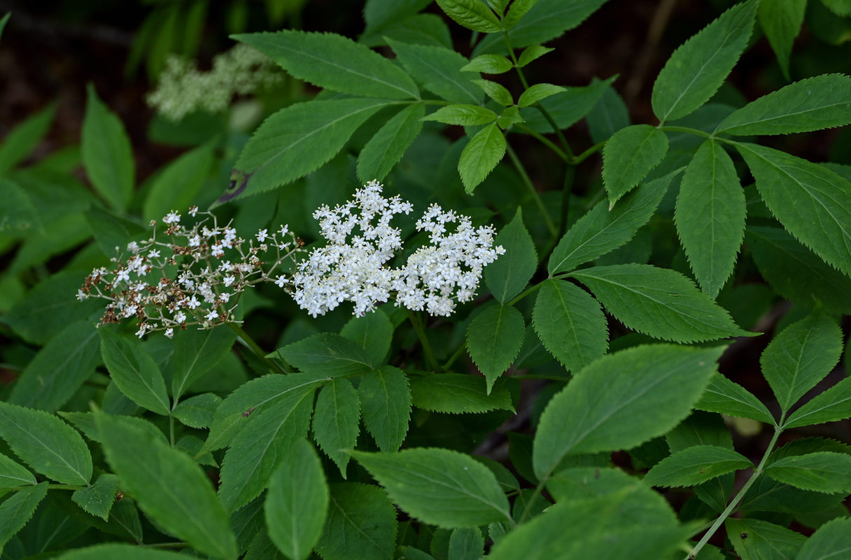 Изображение особи Sambucus nigra.