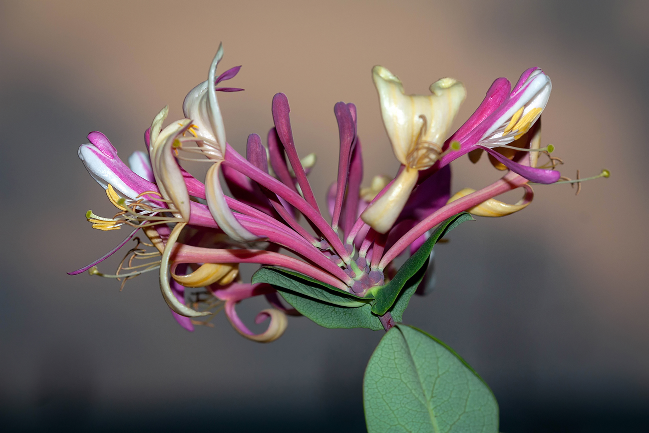 Image of genus Lonicera specimen.