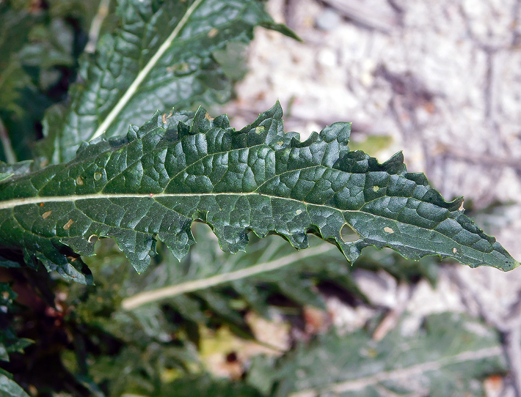 Image of Verbascum blattaria specimen.