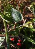 Solanum dulcamara. Часть побега с листьями и соплодием. Калужская обл., Спас-Деменский р-н, окр. дер. Вдовец, заросли вдоль реки Вдовчанка. 10 сентября 2022 г.