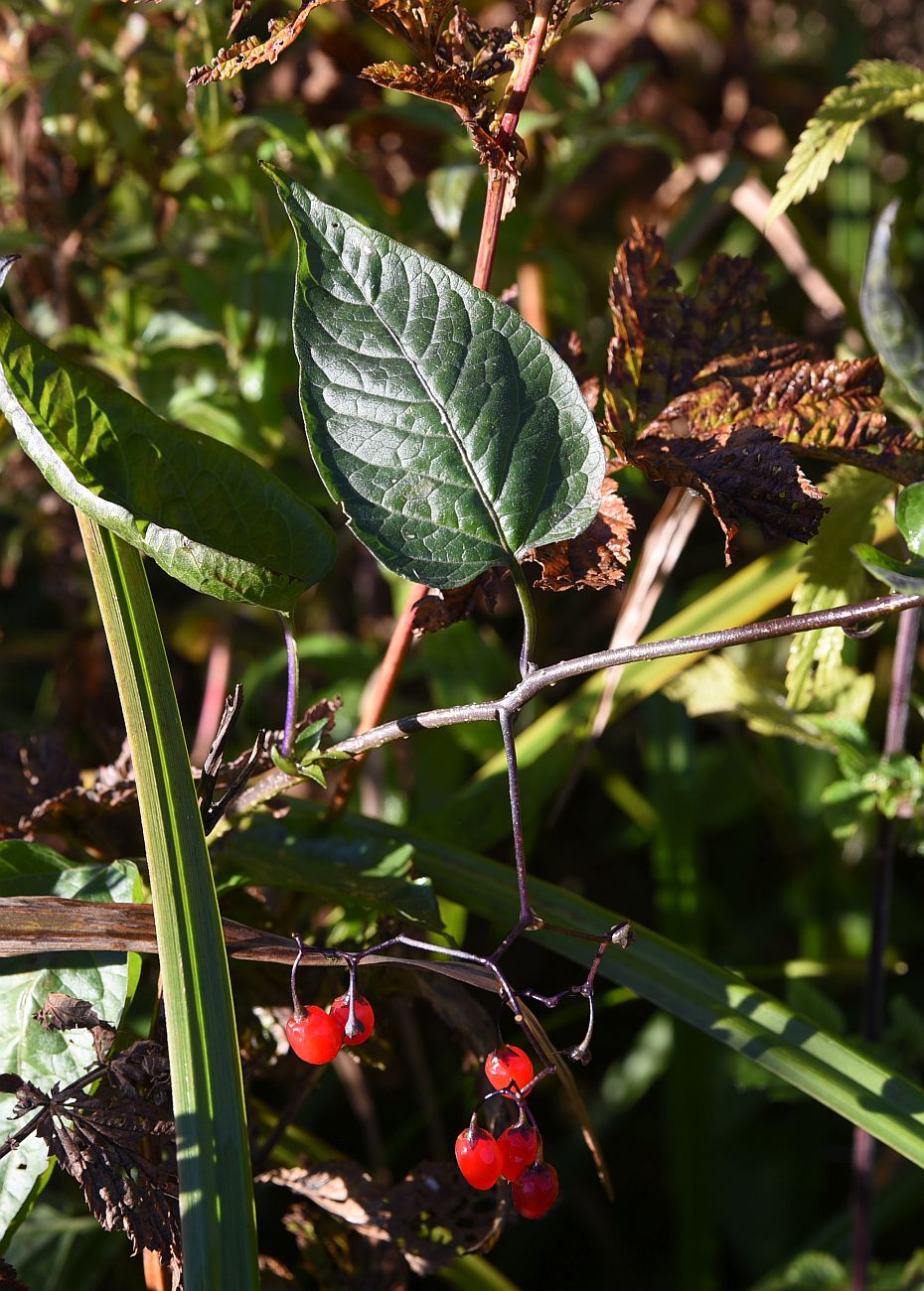 Изображение особи Solanum dulcamara.