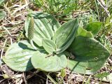 Plantago media