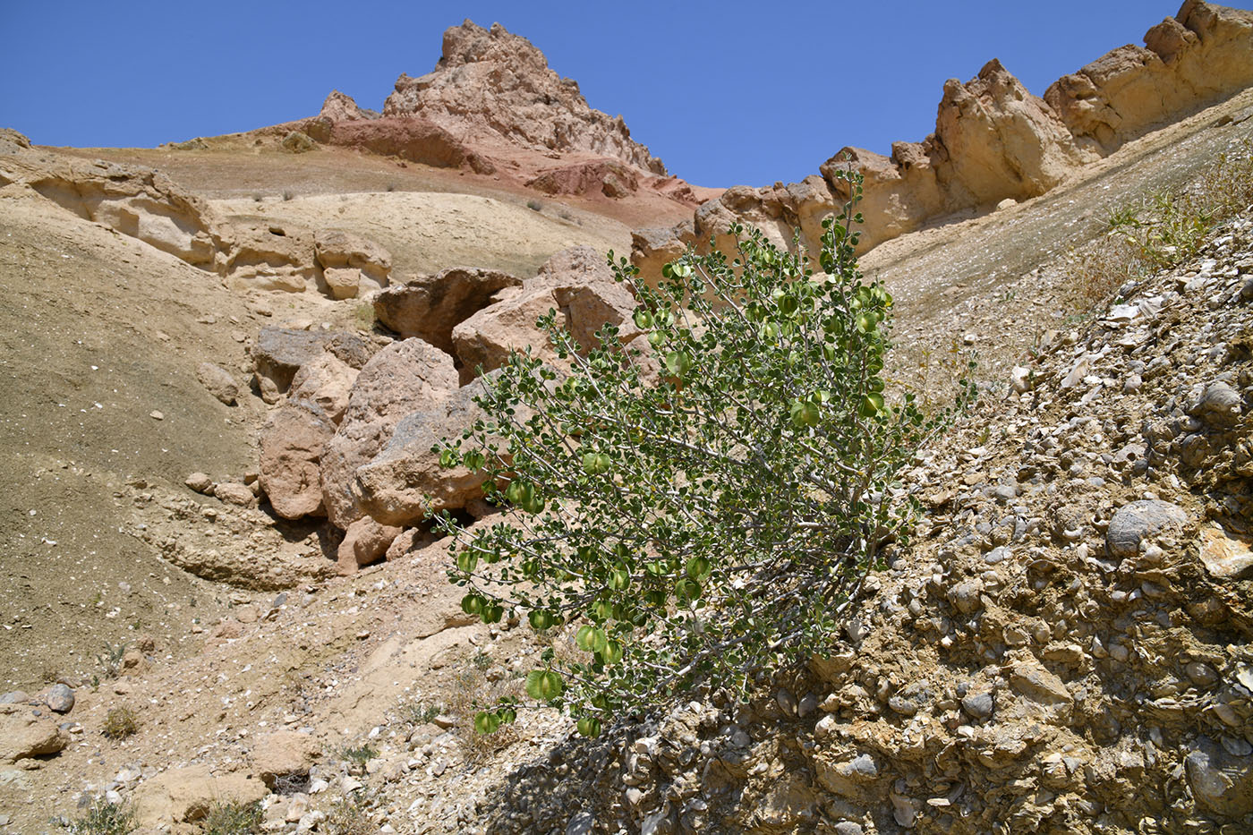 Image of Zygophyllum atriplicoides specimen.