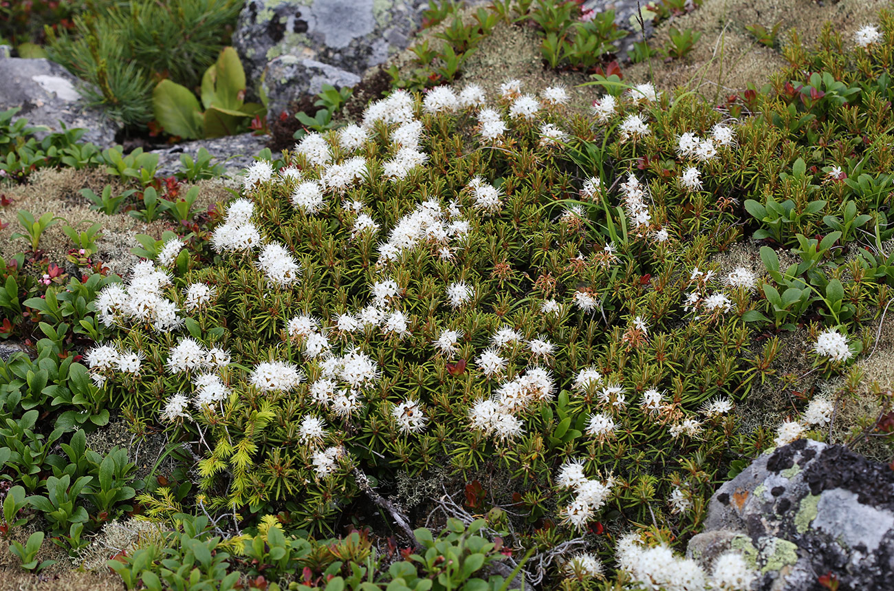 Изображение особи Ledum decumbens.