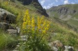 Solidago virgaurea подвид caucasica