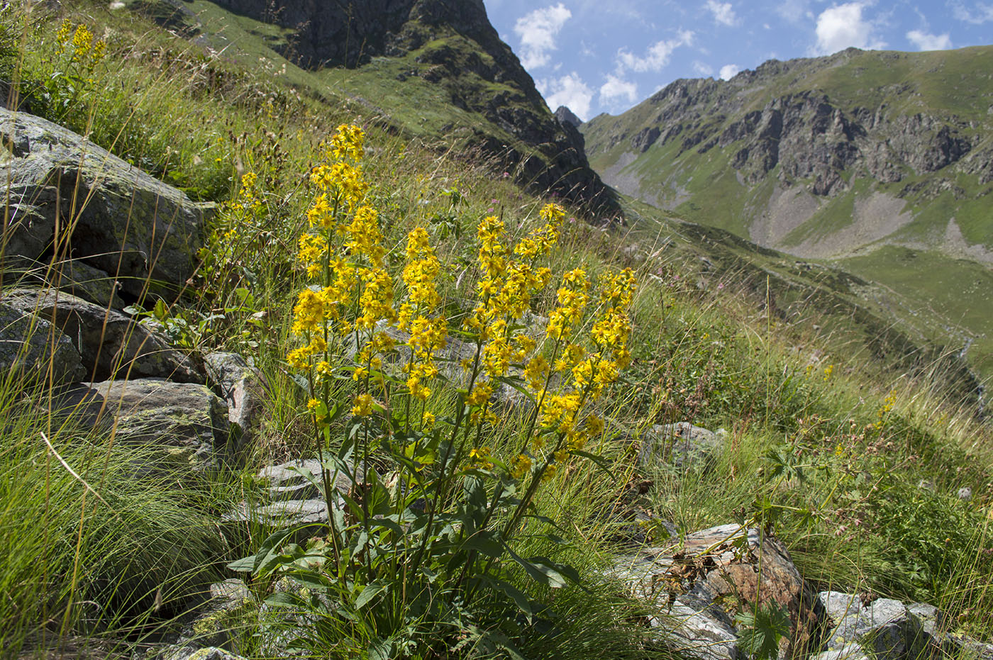 Изображение особи Solidago virgaurea ssp. caucasica.