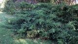 Juniperus × pfitzeriana