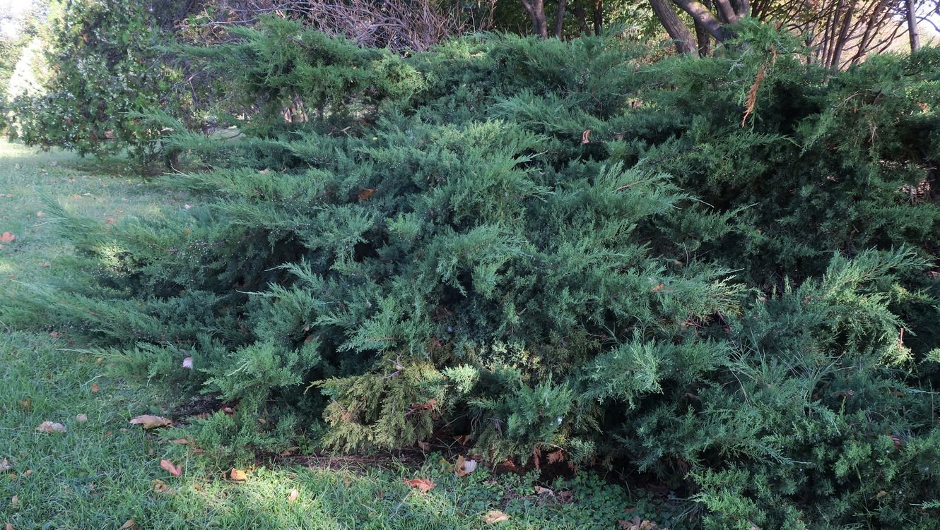 Image of Juniperus × pfitzeriana specimen.