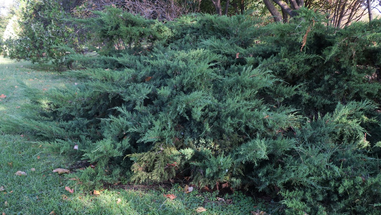 Изображение особи Juniperus &times; pfitzeriana.