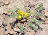 Astragalus alaicus