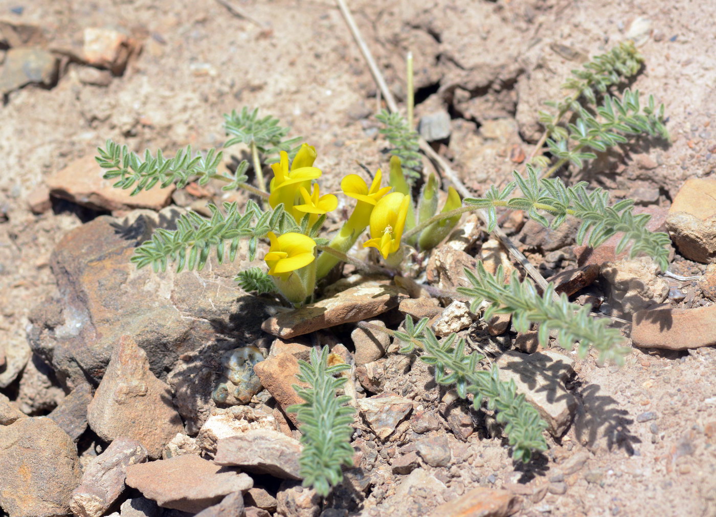 Изображение особи Astragalus alaicus.