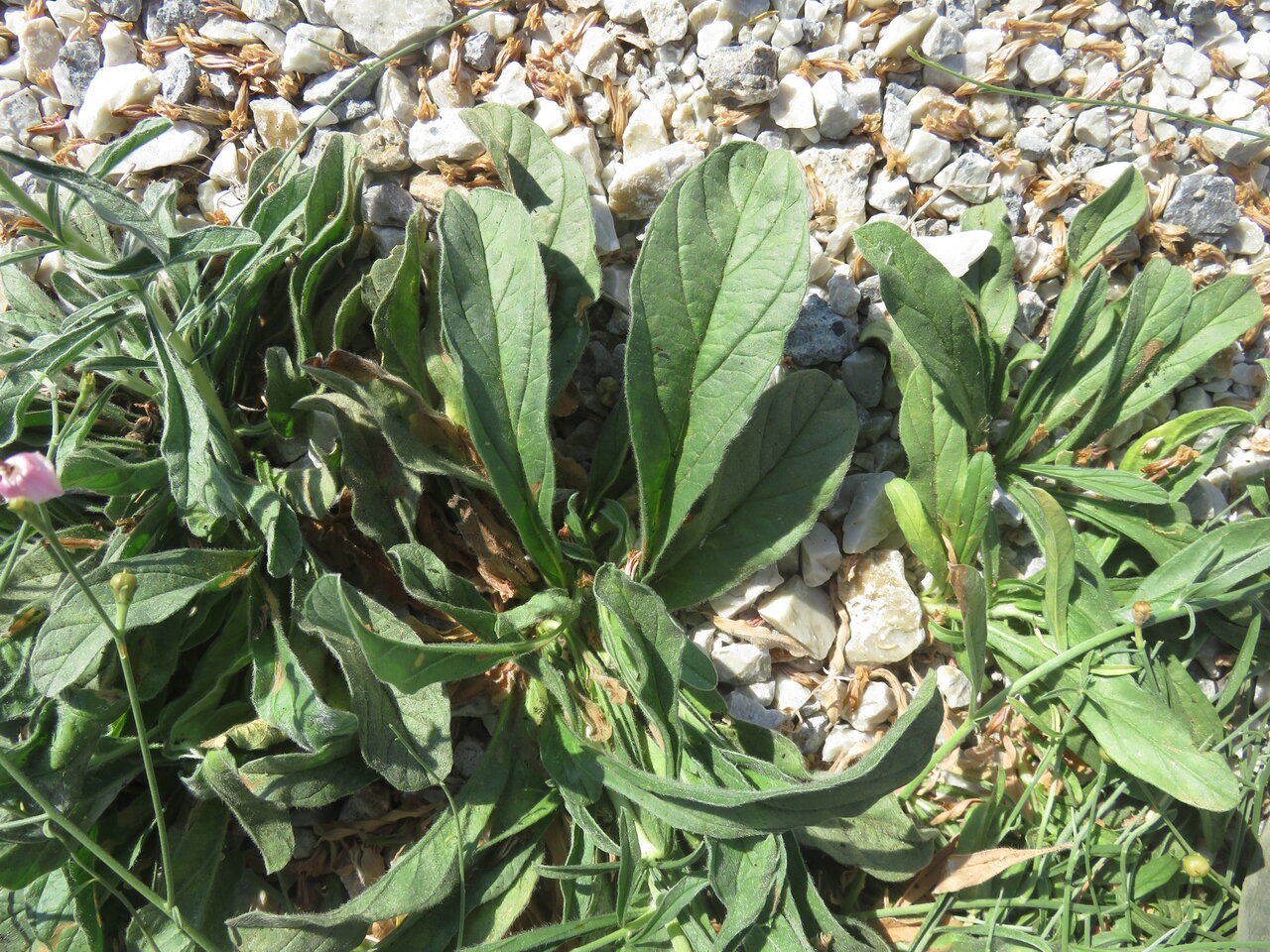 Image of Convolvulus dorycnium specimen.