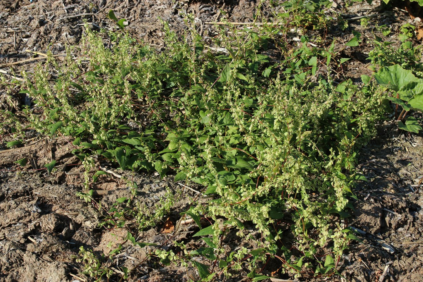 Image of Fallopia dumetorum specimen.