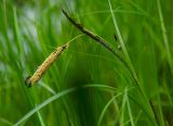 Carex acuta