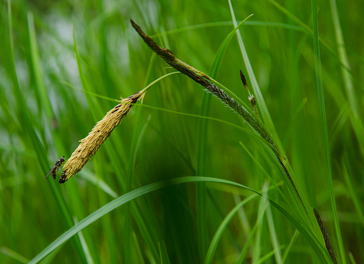 Изображение особи Carex acuta.